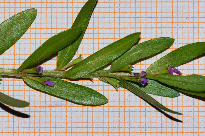 Lythrum thymifolia / Salcerella con foglie di timo